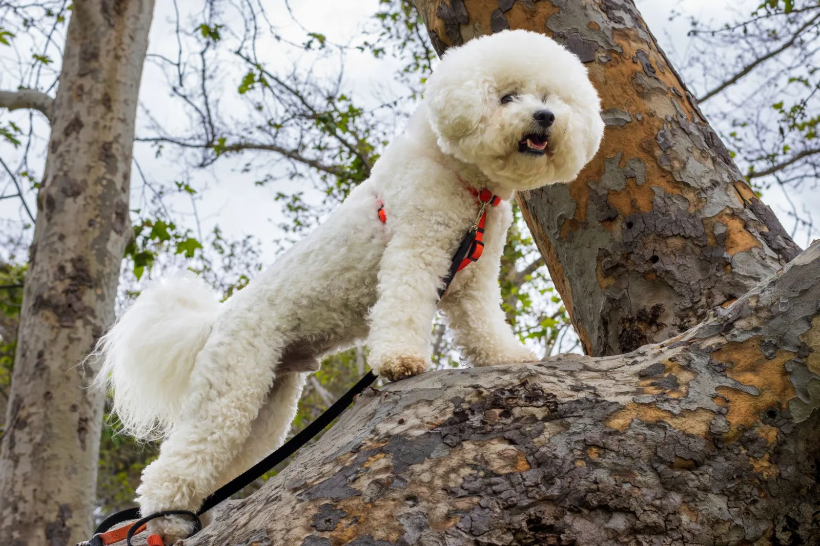 Bichon Frise 9