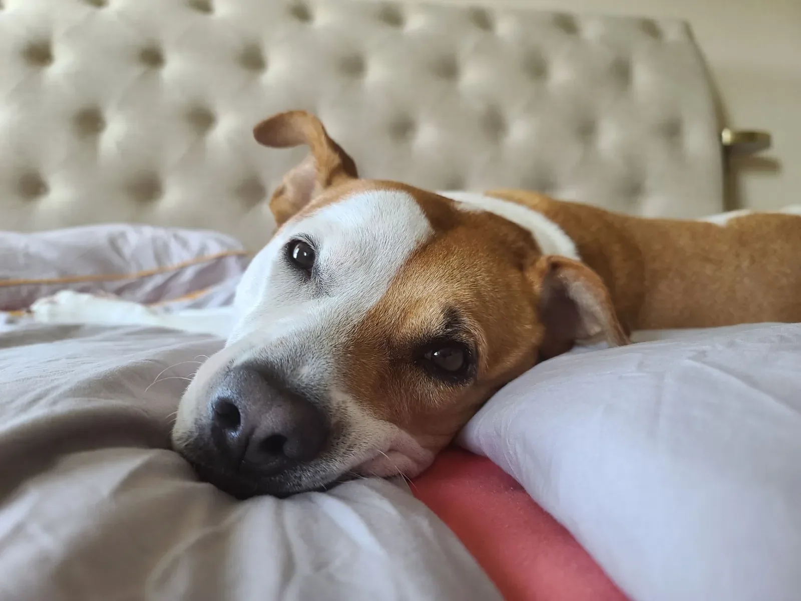 Hospice and Palliative Care for Pets: Making the Last Months Comfortable