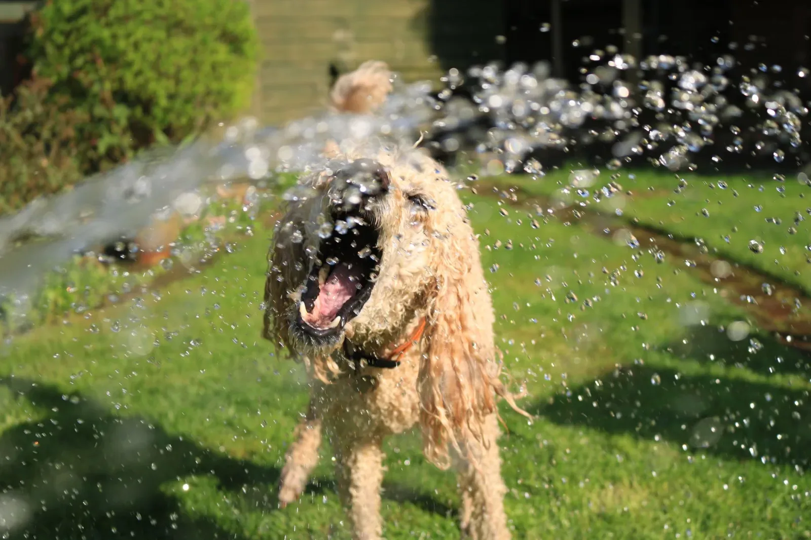 Keeping Your Pet Cool and Clean in Summer