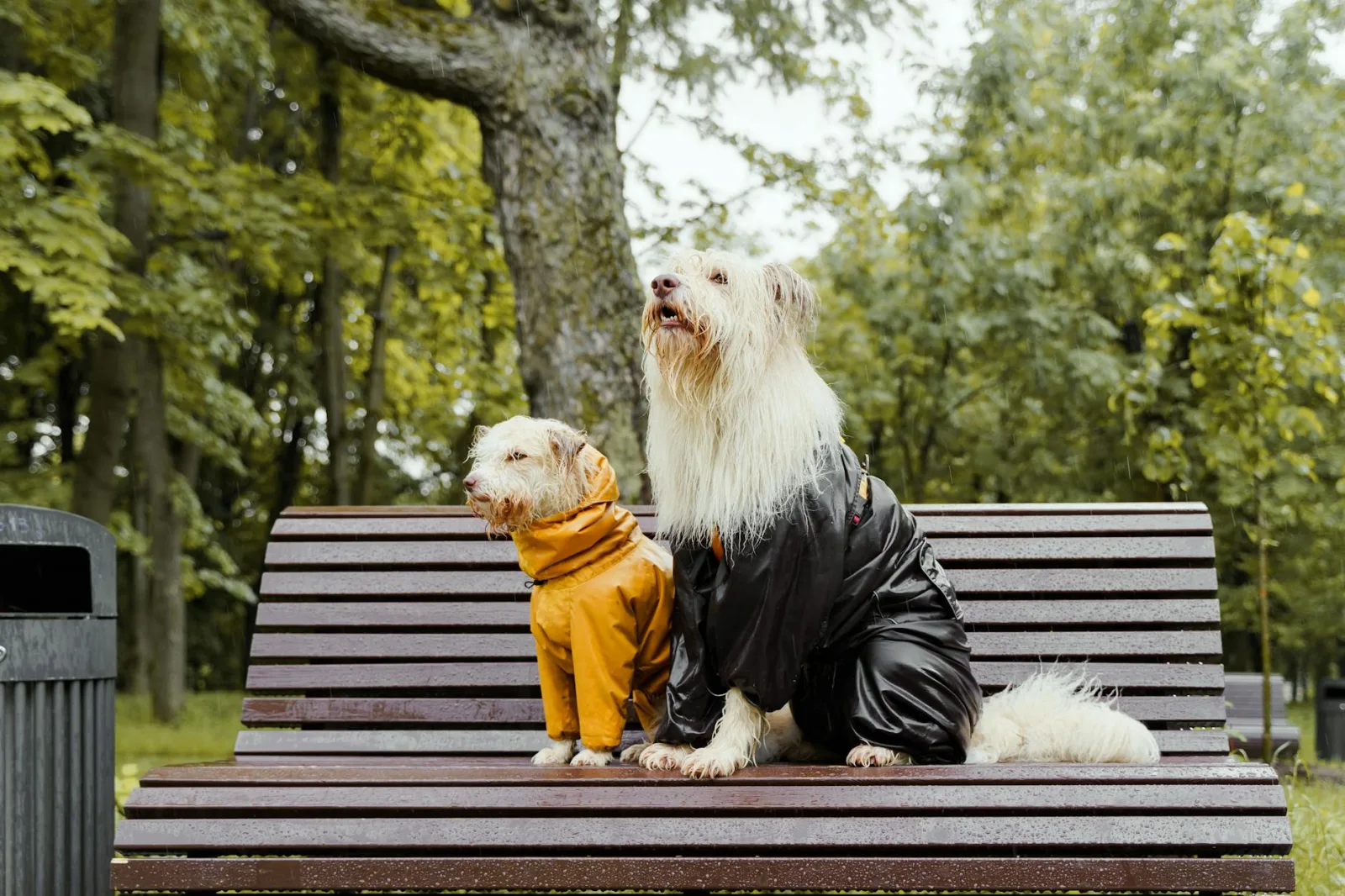 Monsoon Pet Care: Skin Infections, Tick Surges, and Indoor Boredom Busters