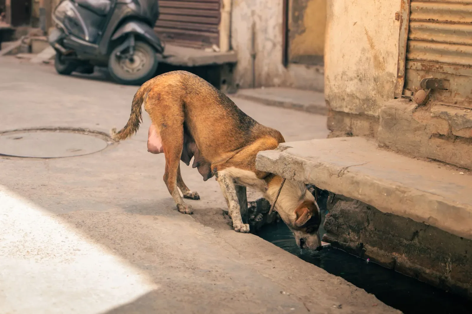 Surviving the Indian Summer: Heat Safety for Dogs in Tier-1 Cities