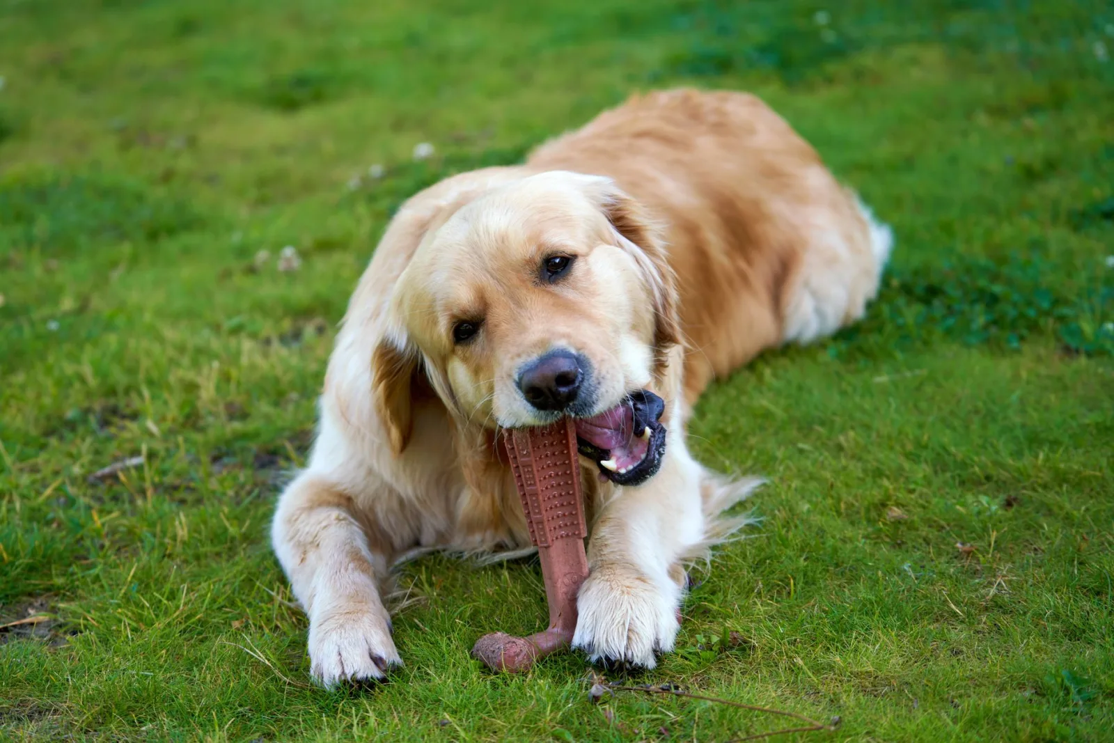 Choosing the Right Chew Toys for Heavy Chewers