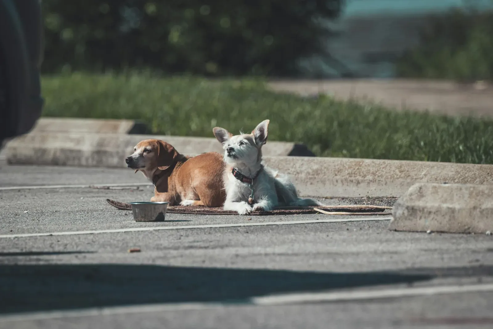 Hot Weather Care: Keeping Your Dog Comfortable