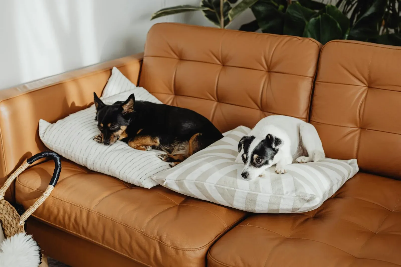 Setting Up a Pet-Safe Living Room