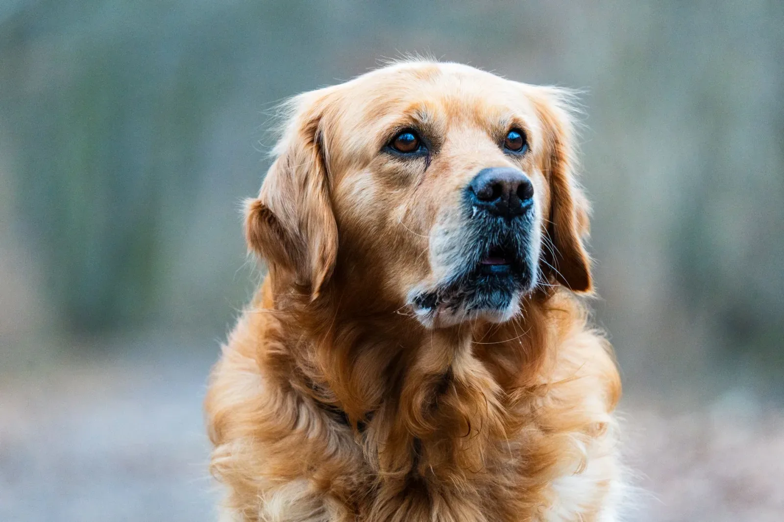 Golden Retriever: Personality, Care & Lifespan