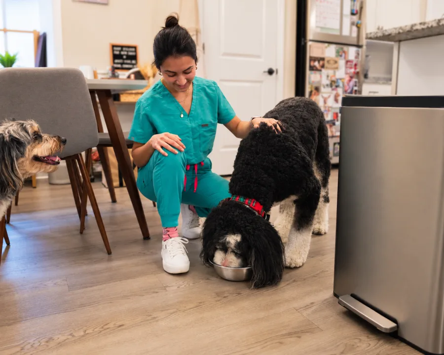 Lost Pet Advice: What to Do in the First Few Hours