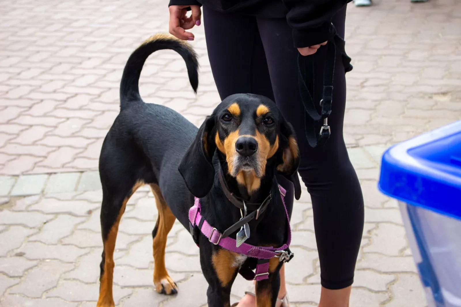 Bloodhound 1