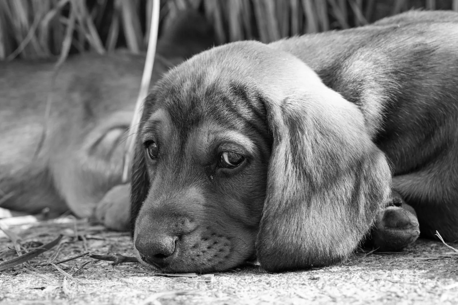 Bloodhound 10