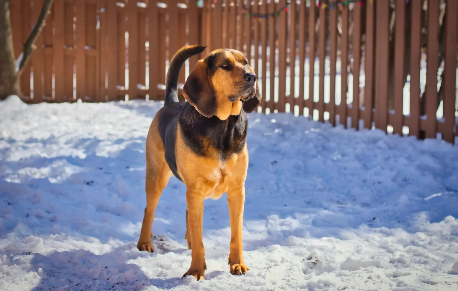 Bloodhound 2