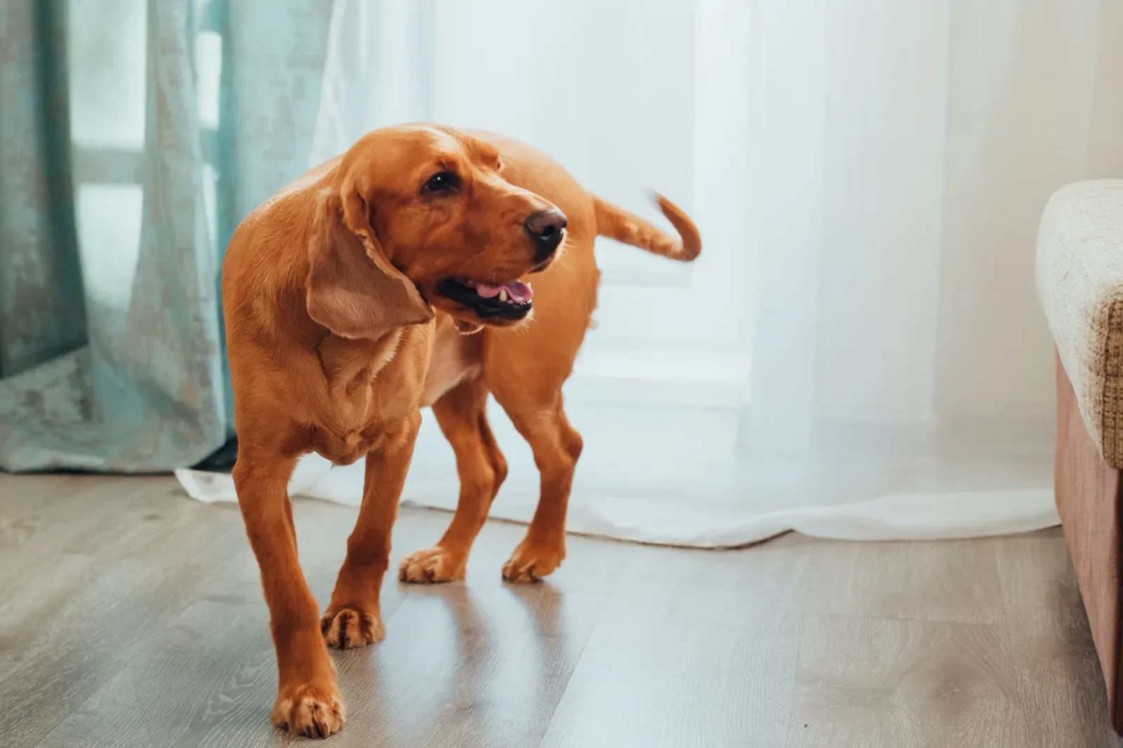 Bloodhound 3