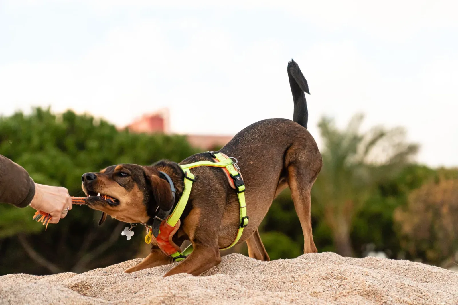 Bloodhound 4