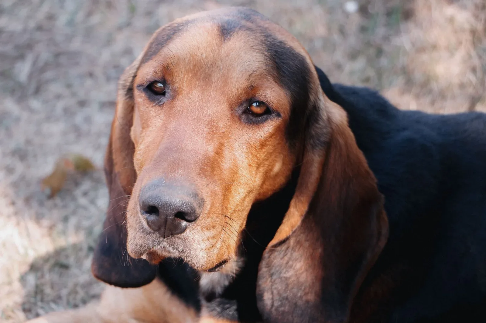 Bloodhound 5