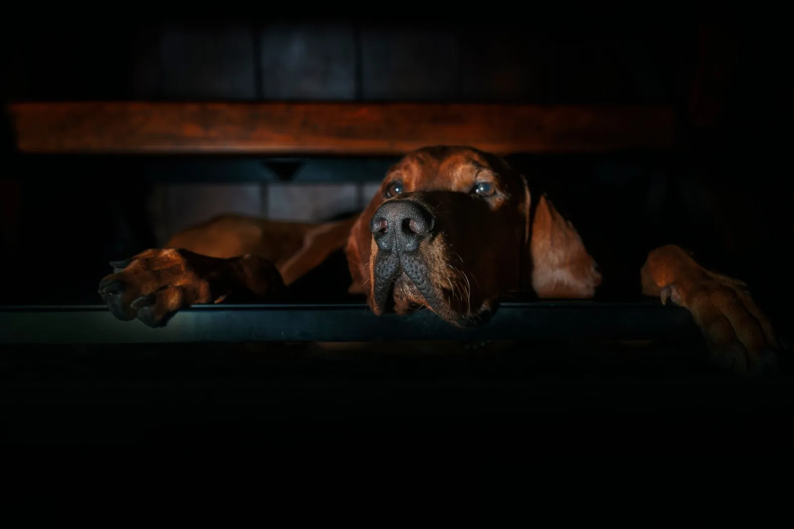 Bloodhound 6