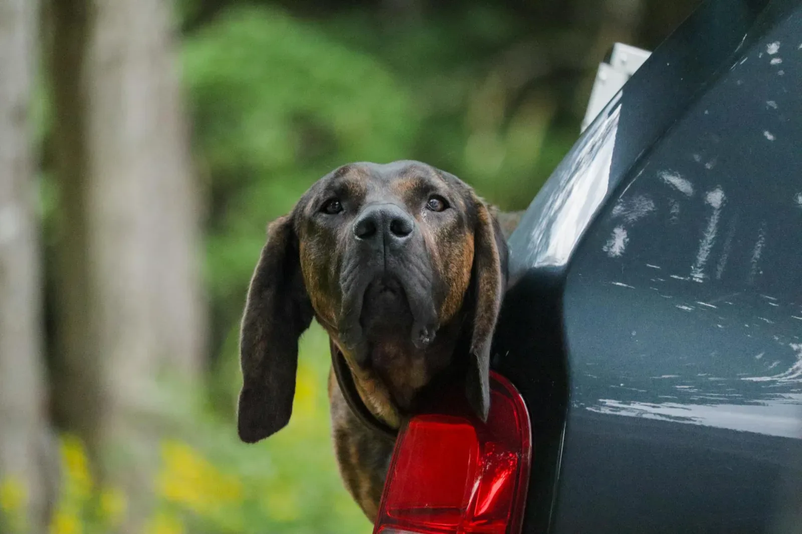 Bloodhound 7
