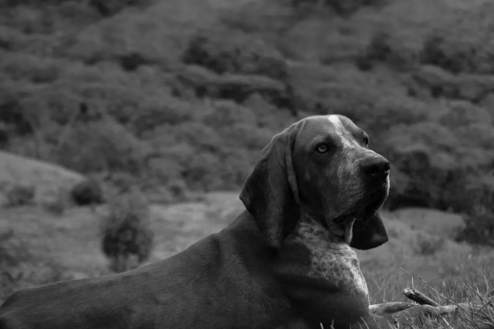 Bloodhound 8