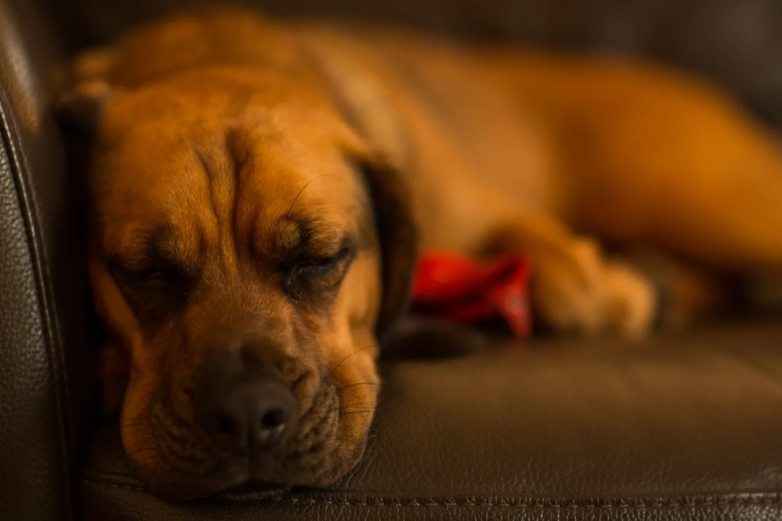 Bloodhound 9