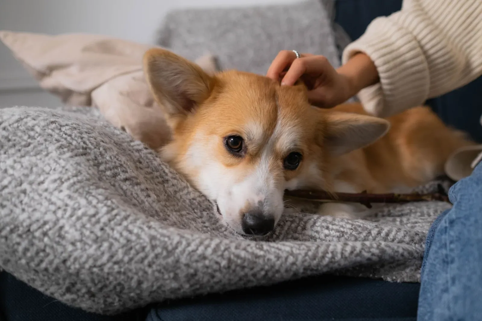 The Corgi Owner's Quick-Start Guide