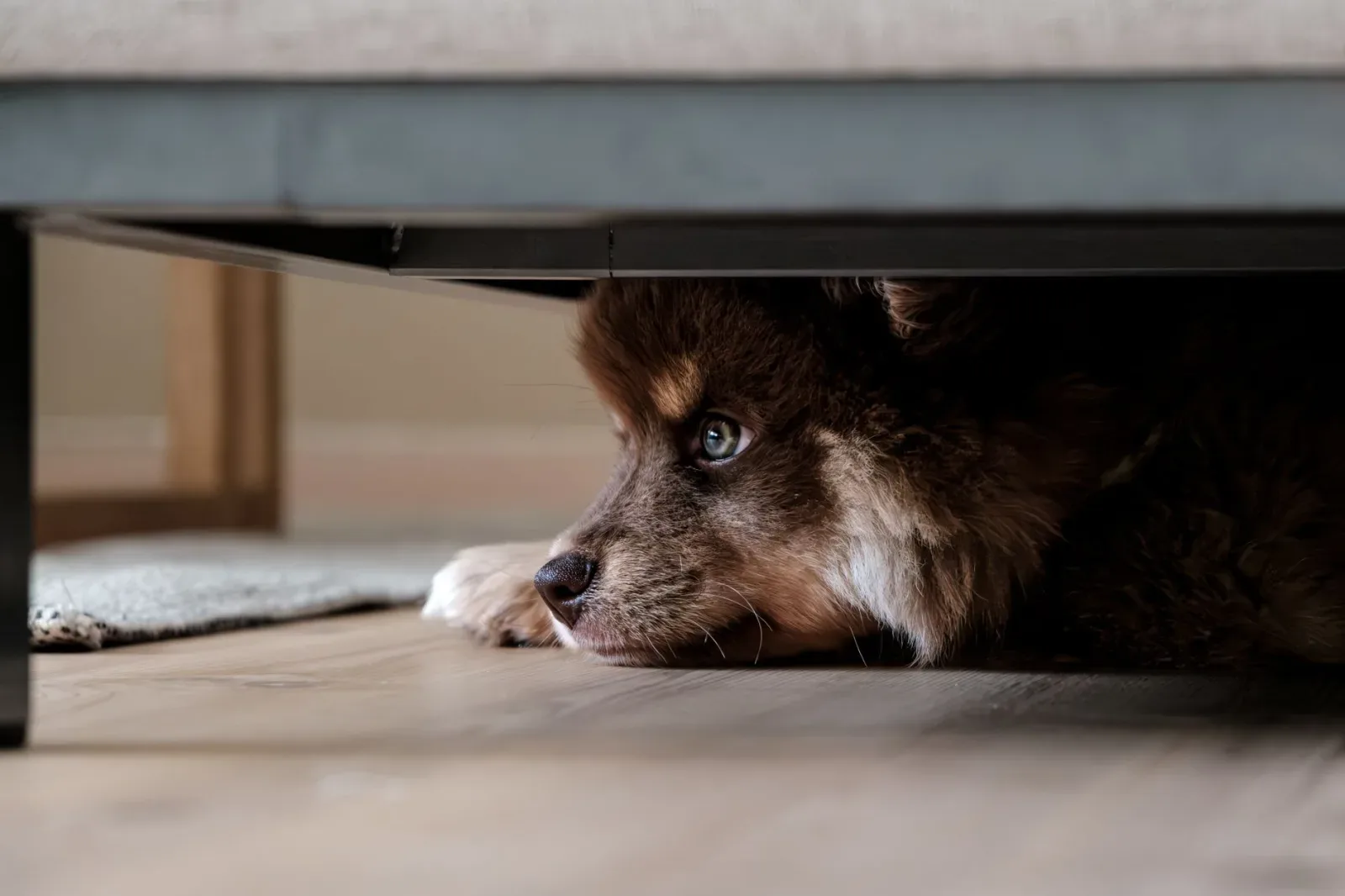 Diwali Survival Guide: Keeping Pets Calm Through Fireworks Season