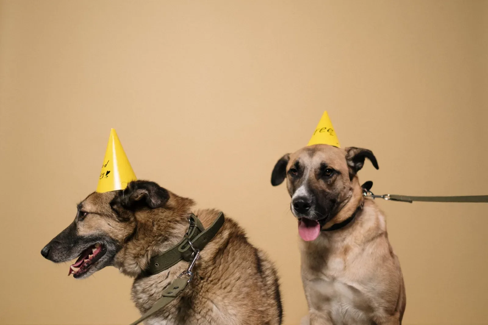 Holi and Your Pet: Why Colours, Sweets, and Music Need Extra Caution