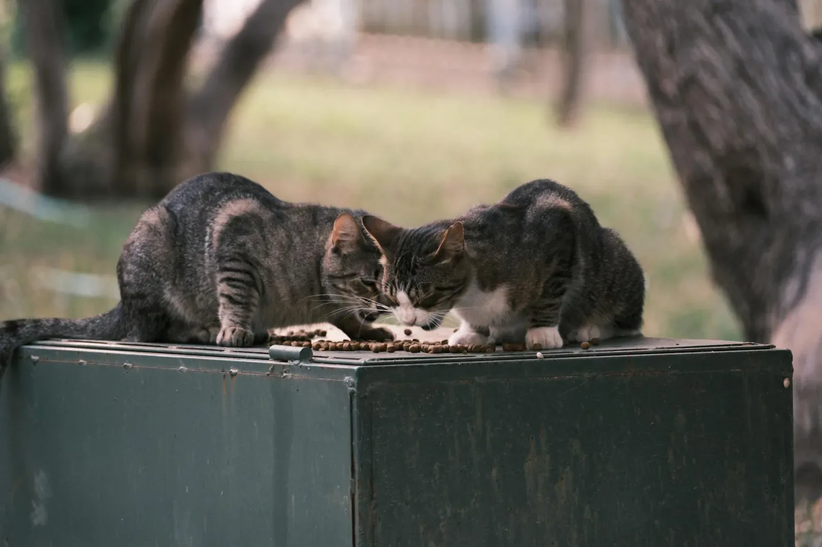 Wet vs Dry: Choosing the Right Food for Your Cat