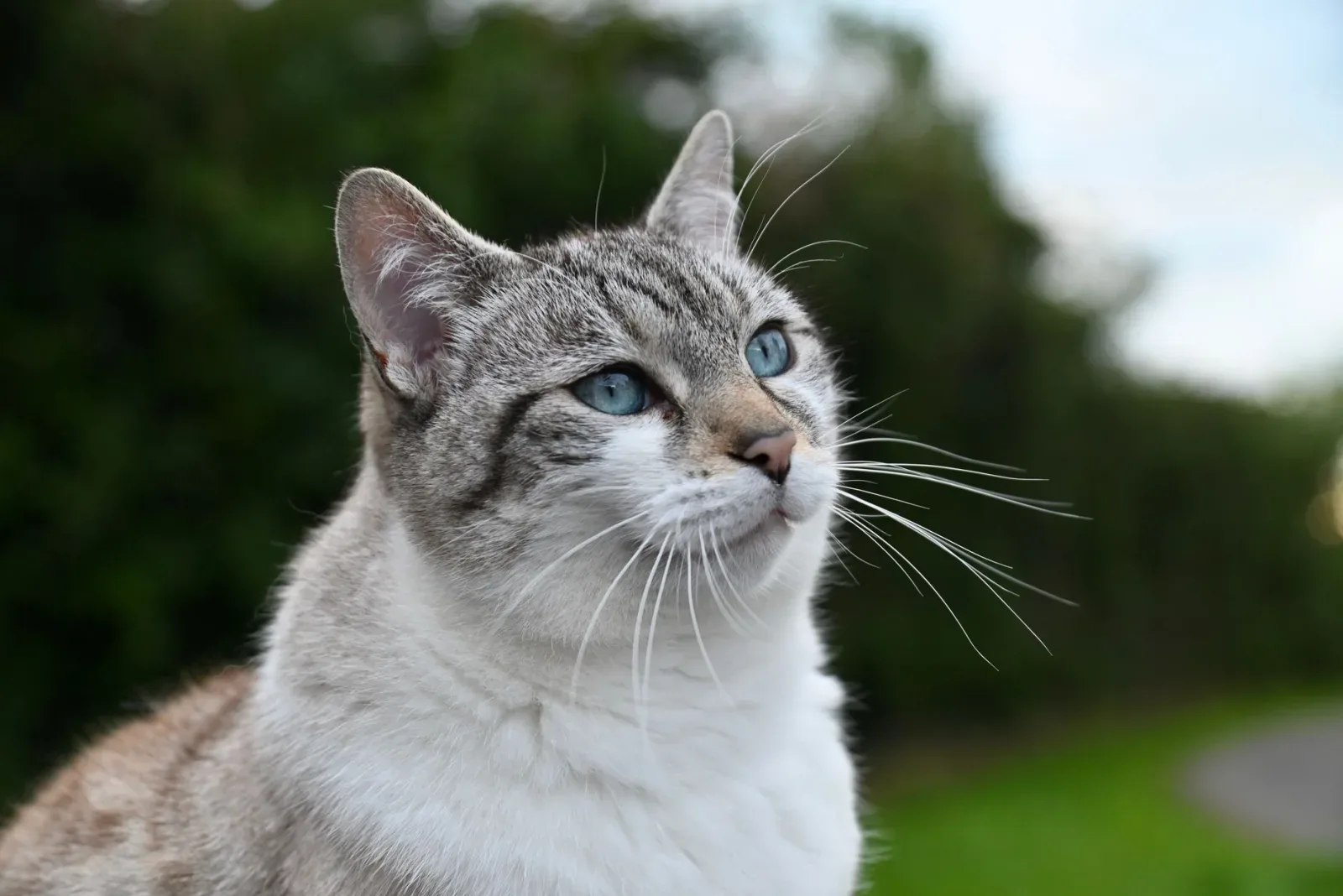 Cat Wellness: What Looks Healthy and What Doesn't