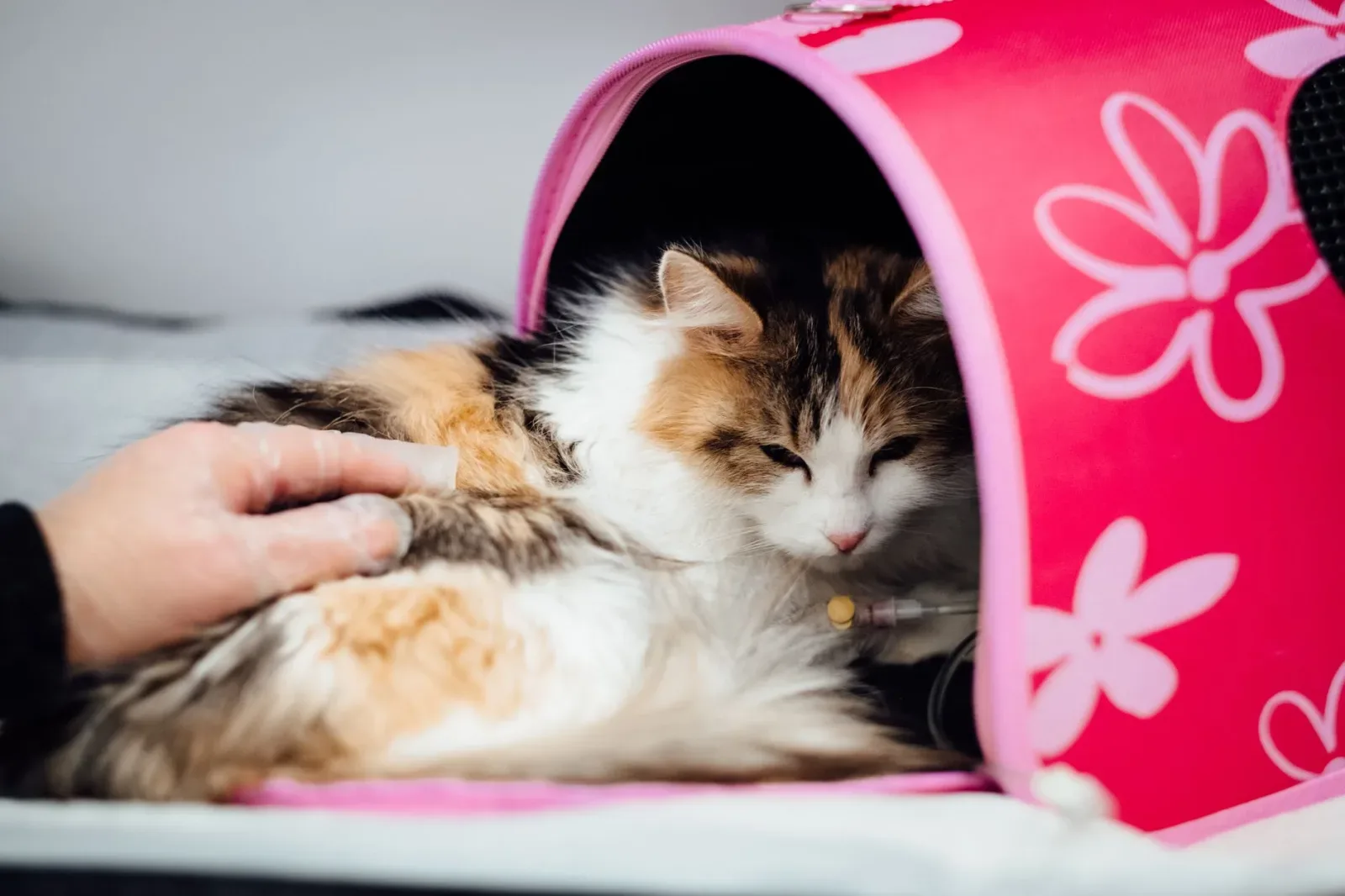 Kidney Disease in Cats: Early Signs and Long-Term Management