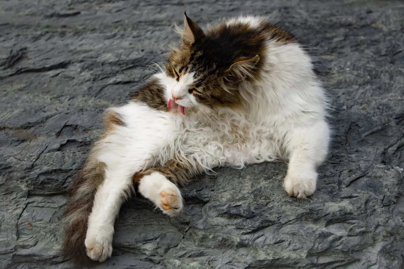 Cat Self-Grooming: When to Help and When to Step Back