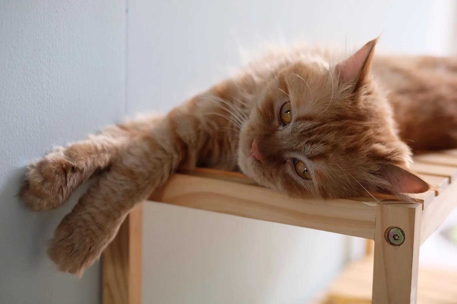 Reading Your Cat's Body Language