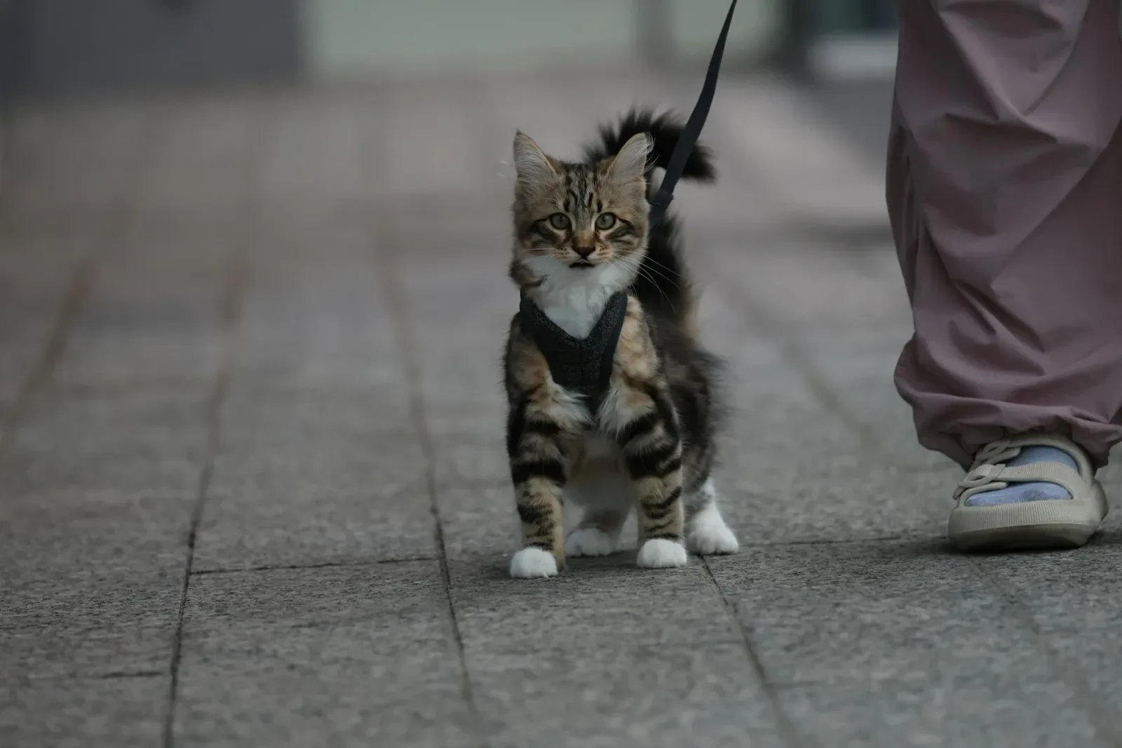Outdoor Adventures With Indoor Cats