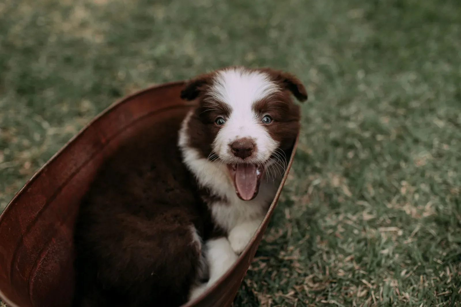 Border Collie 1