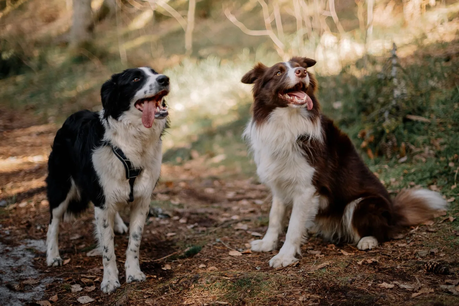 Border Collie 10