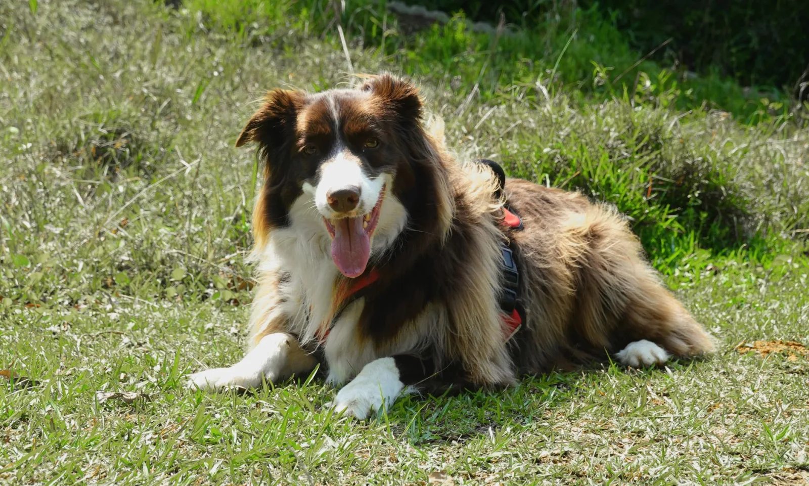 Border Collie 2
