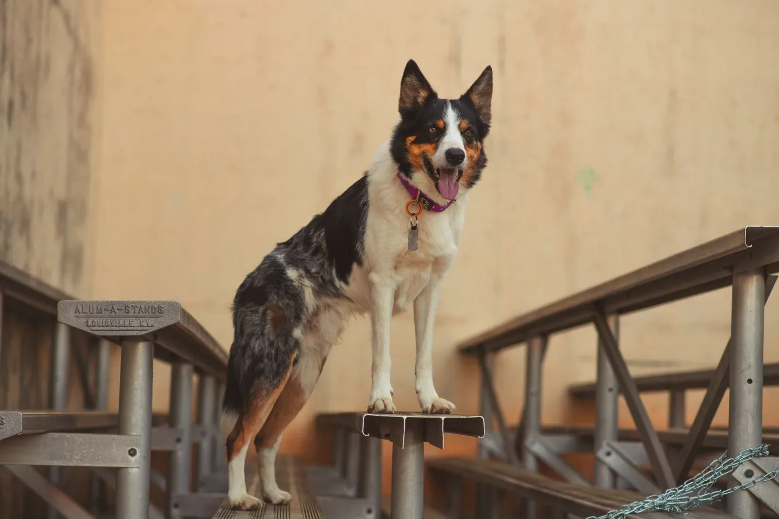 Border Collie 3
