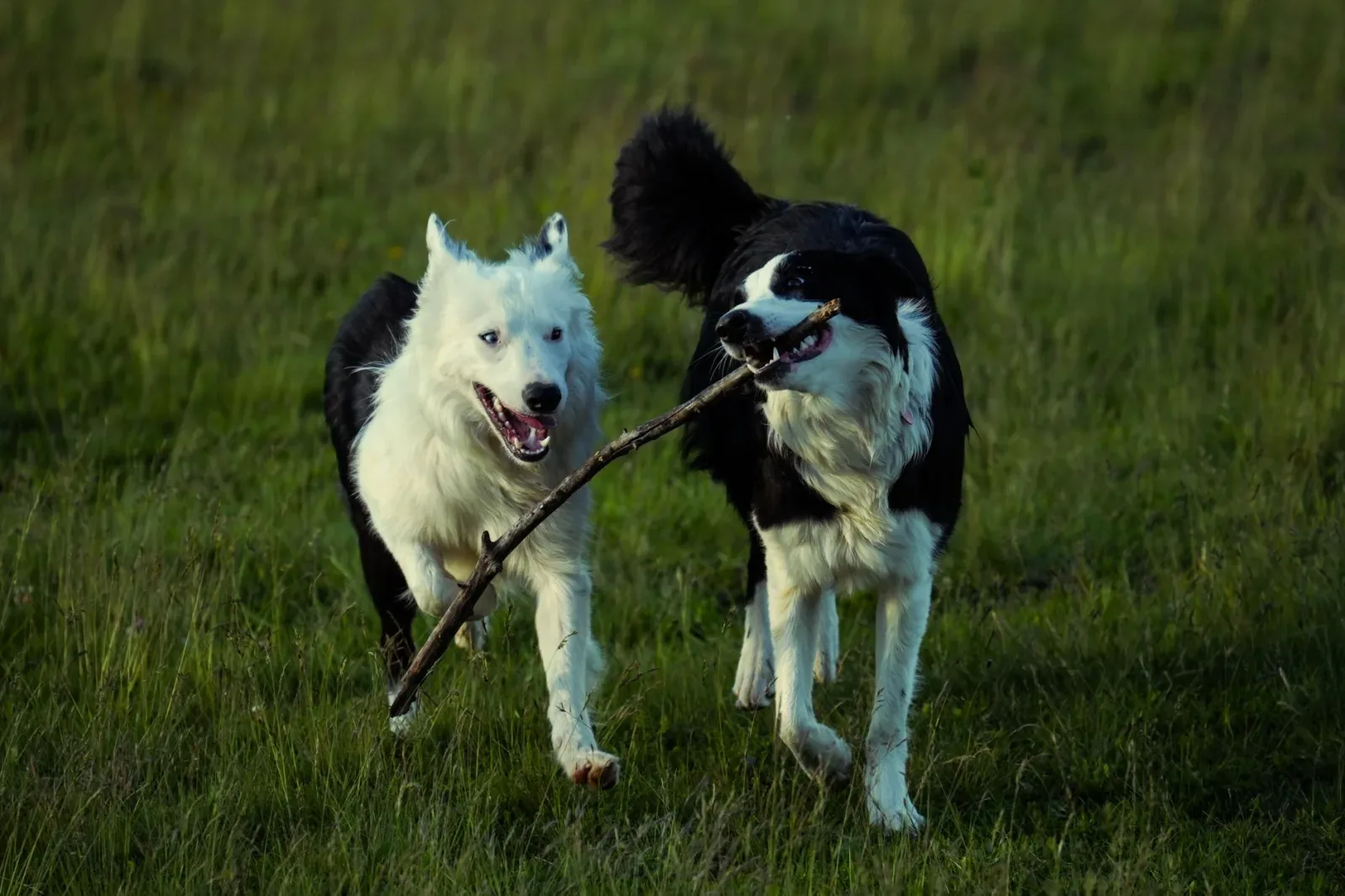 Border Collie 4