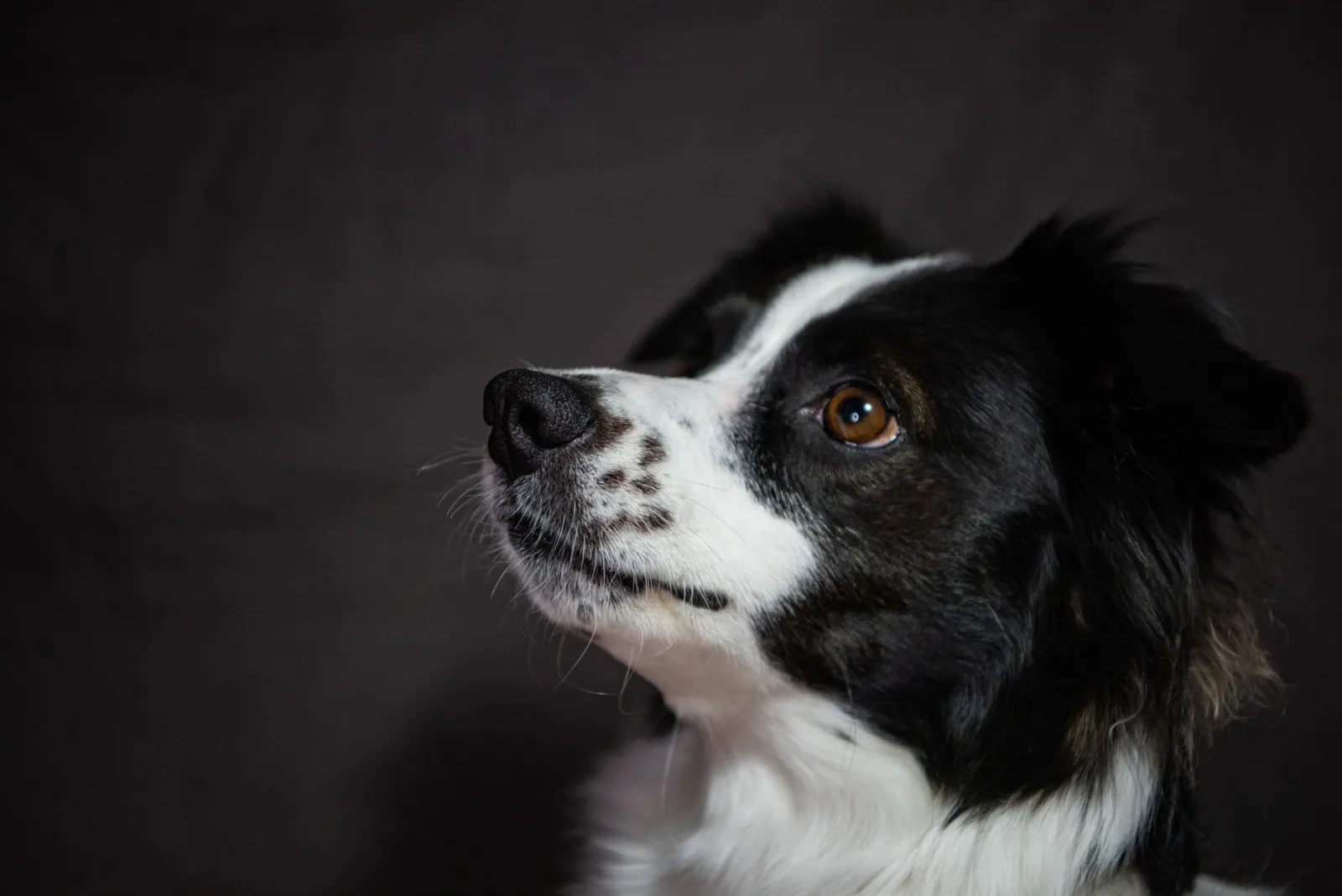 Border Collie 5