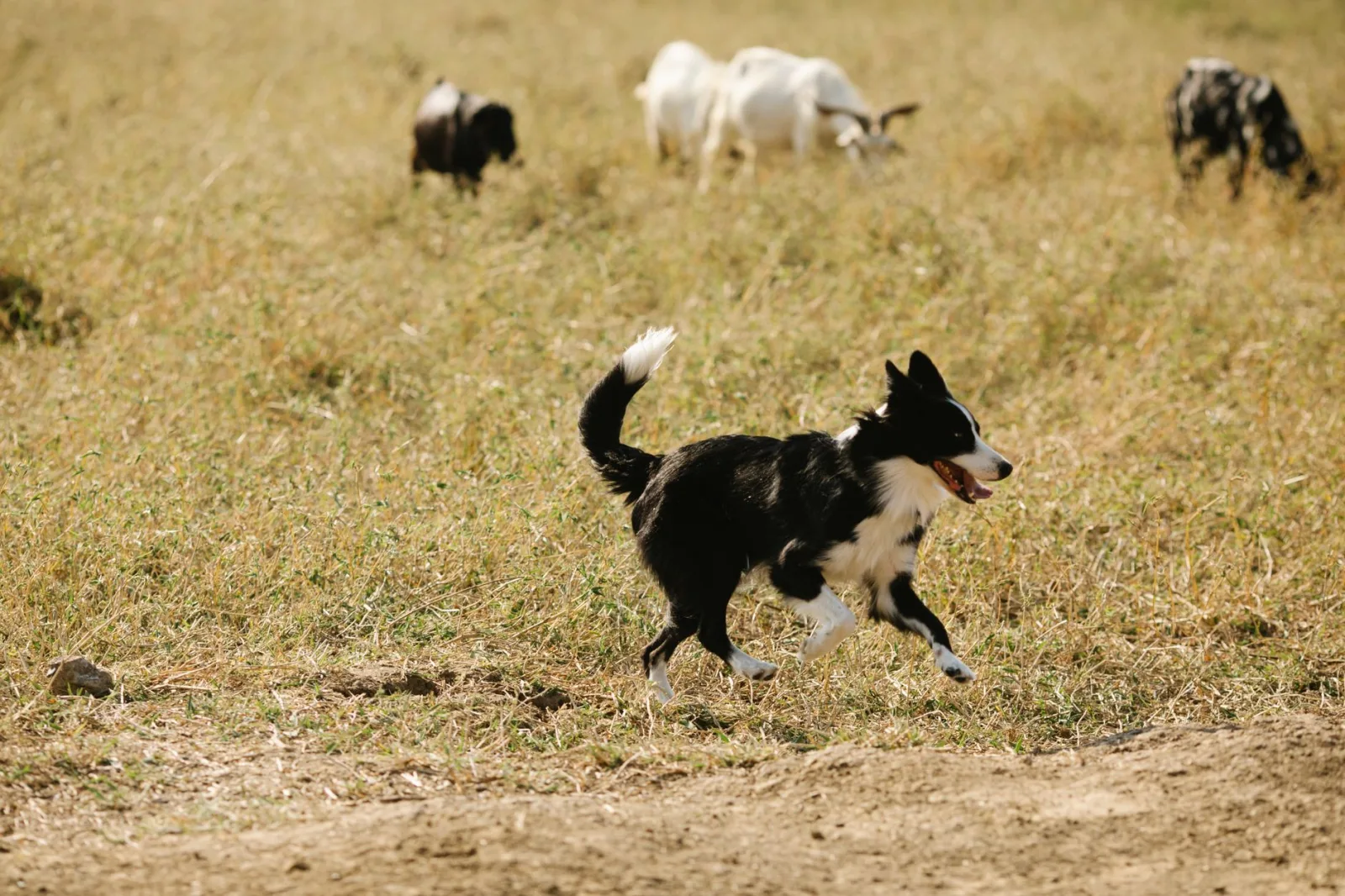 Border Collie 6