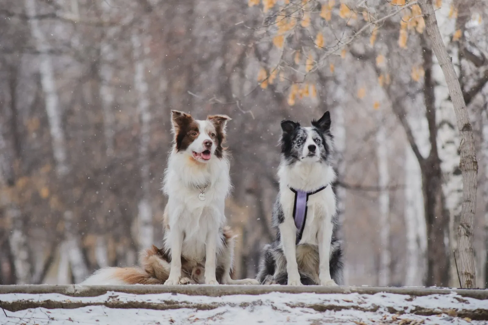 Border Collie 7