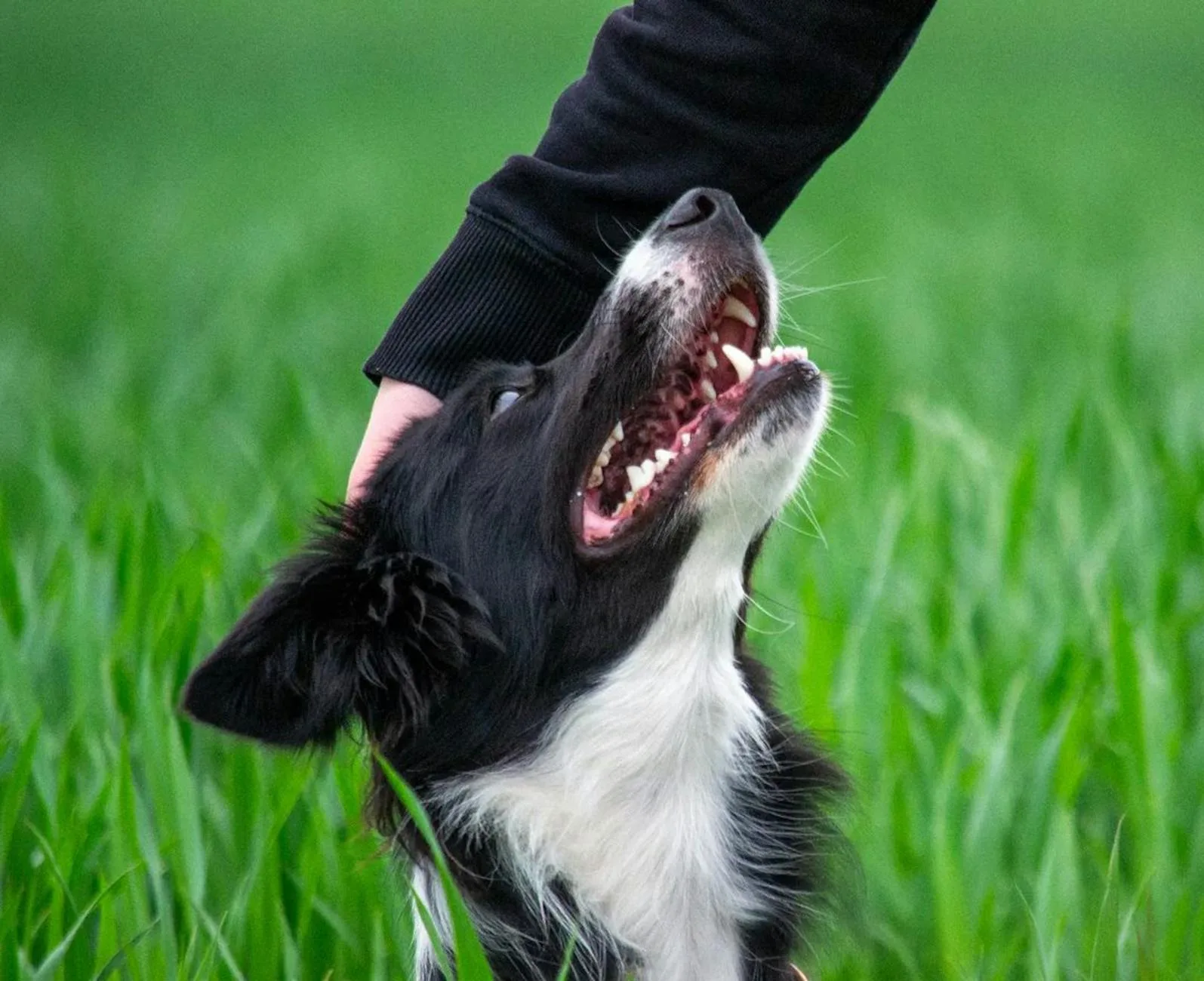 Border Collie 8