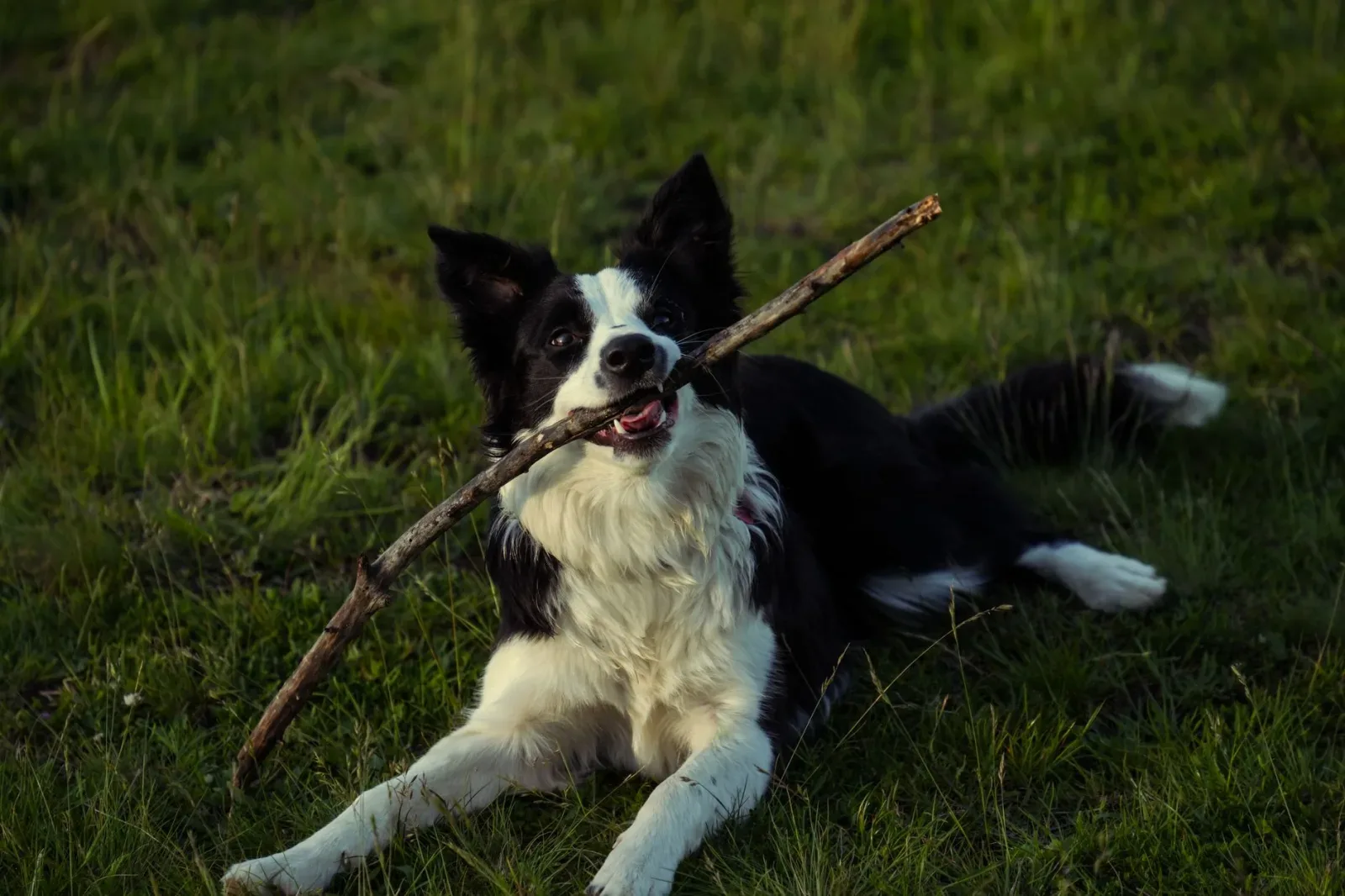 Border Collie 9