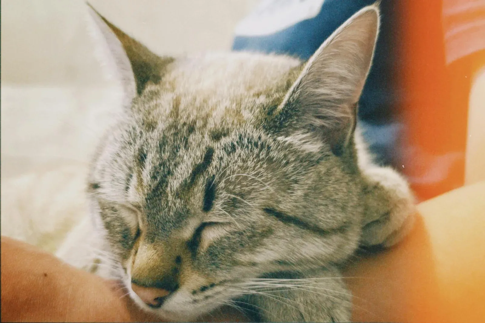 Creating a Cozy Resting Spot for Your Cat