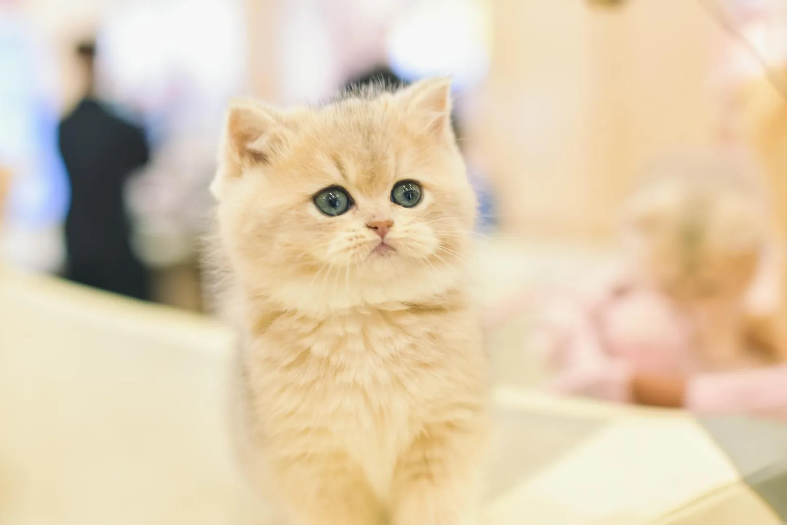 Persian Cats: Living With a High-Maintenance Coat