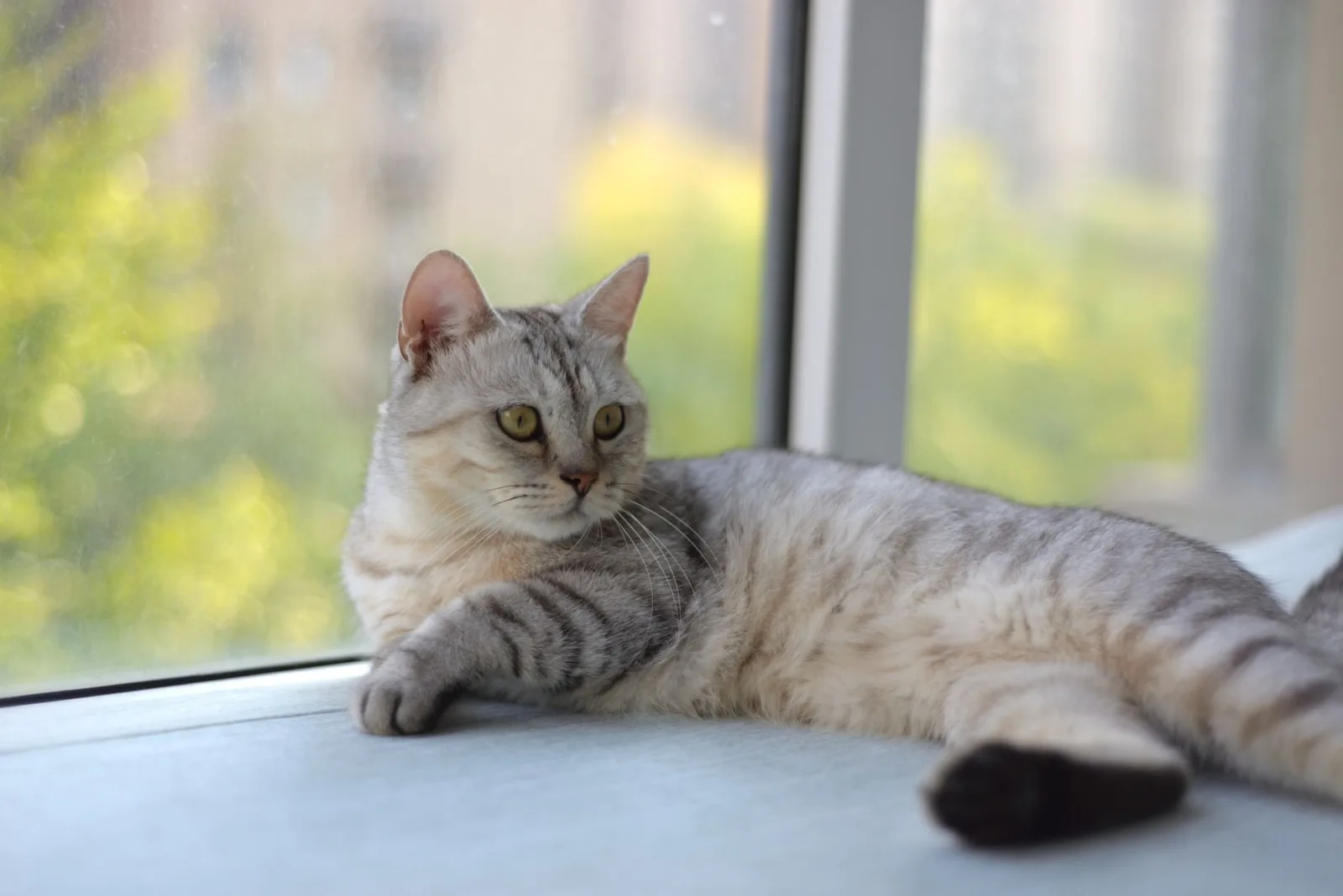 Silver Tabby Traits Every Owner Should Know