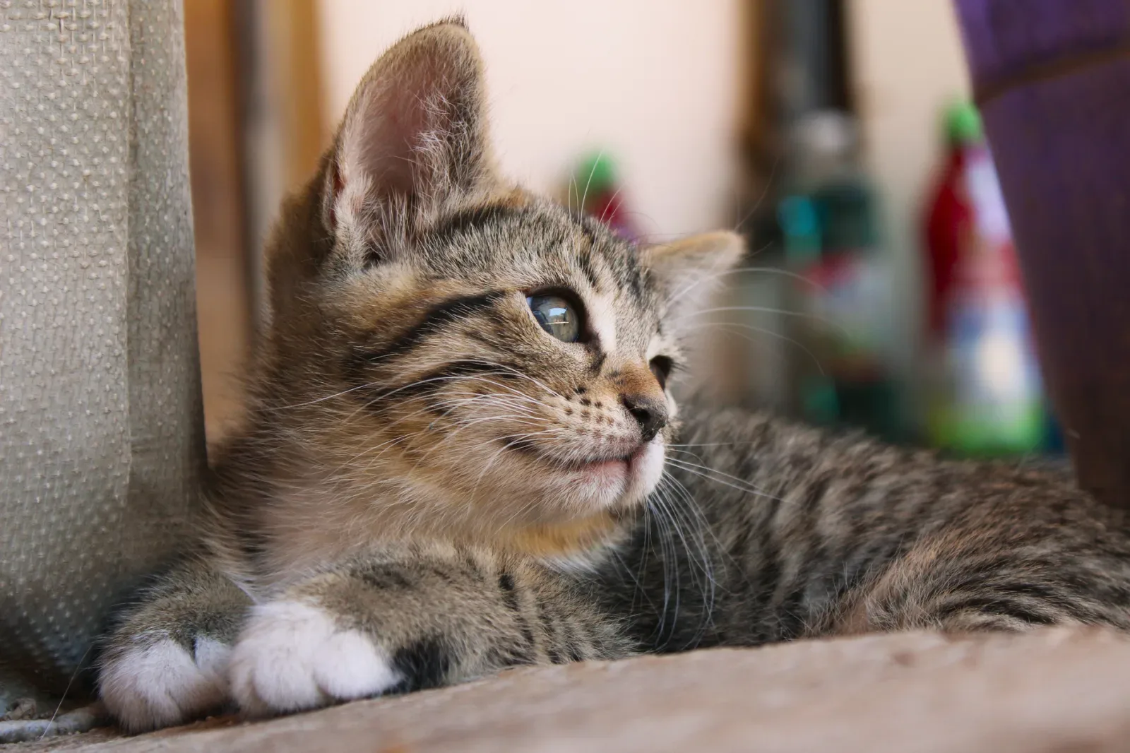 The Indoor Tabby Lifestyle: What to Expect
