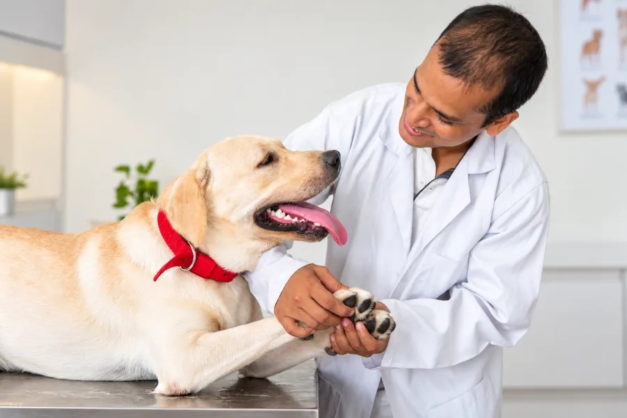Preventive Care: The Small Habits That Keep Vet Visits Boring