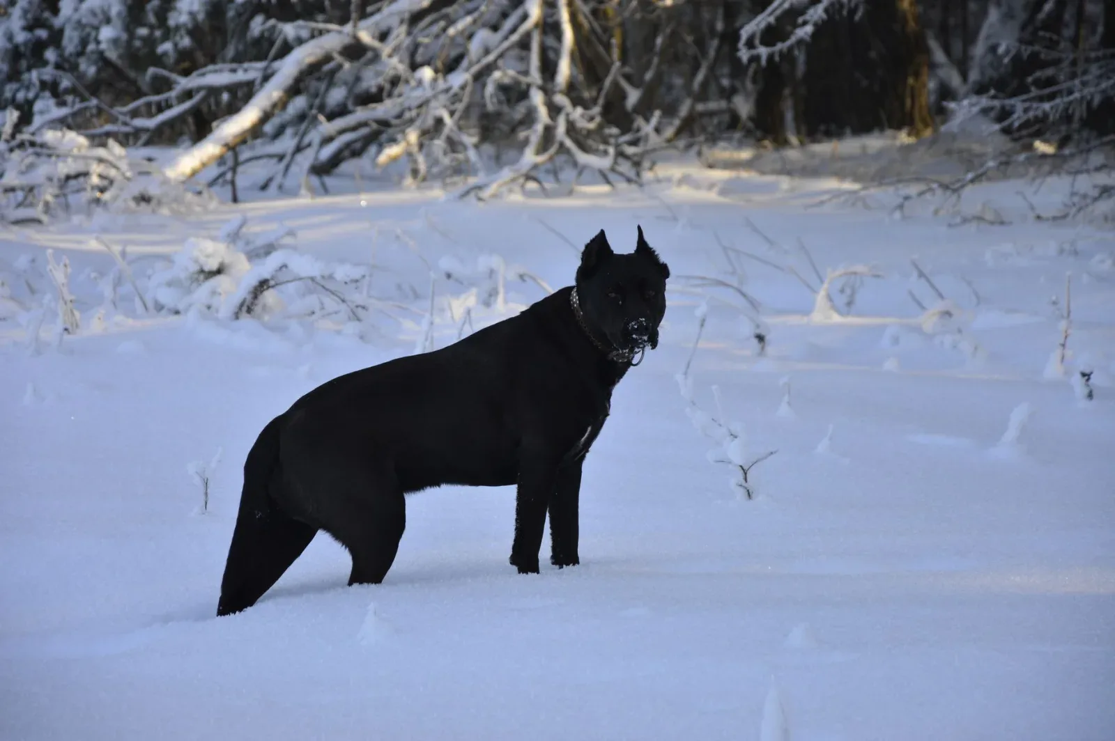 Cane Corso 1