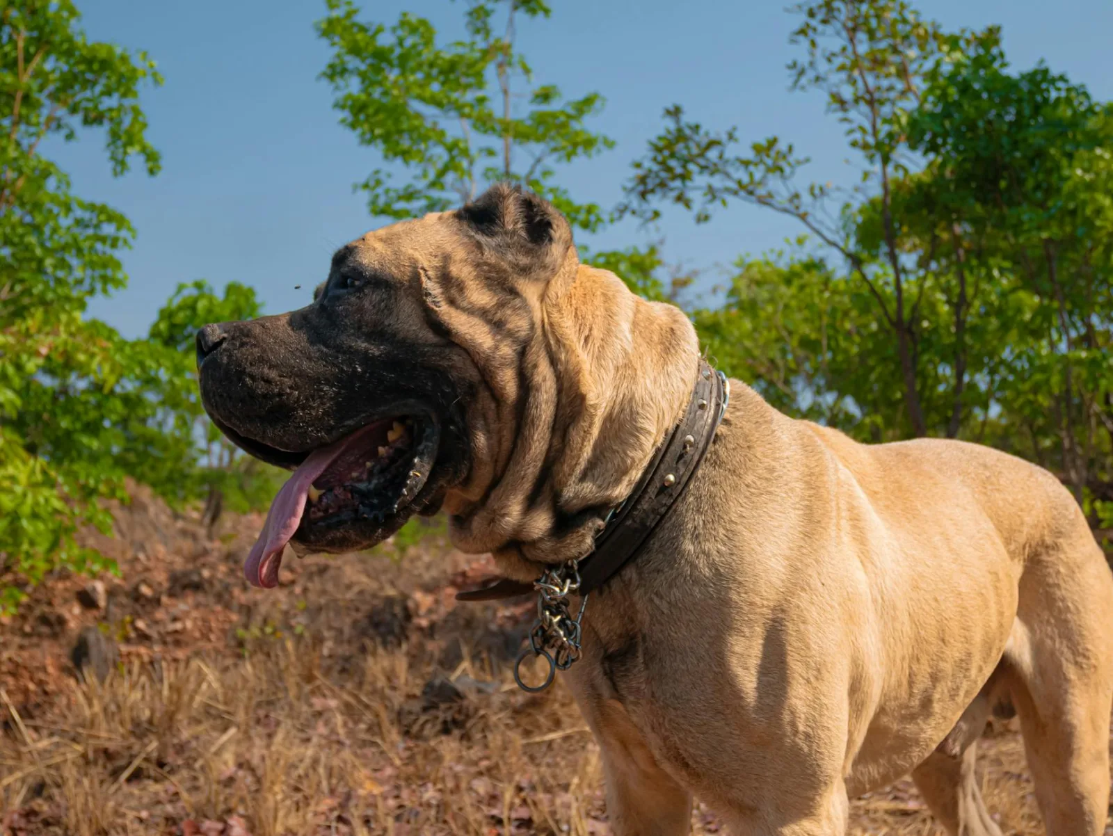 Cane Corso 10