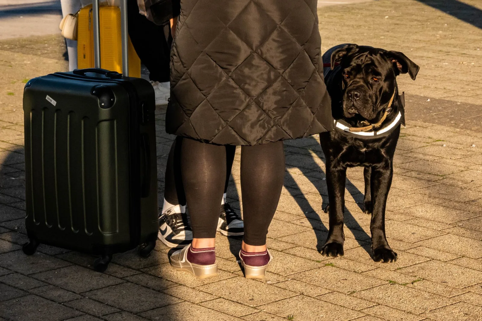 Cane Corso 3