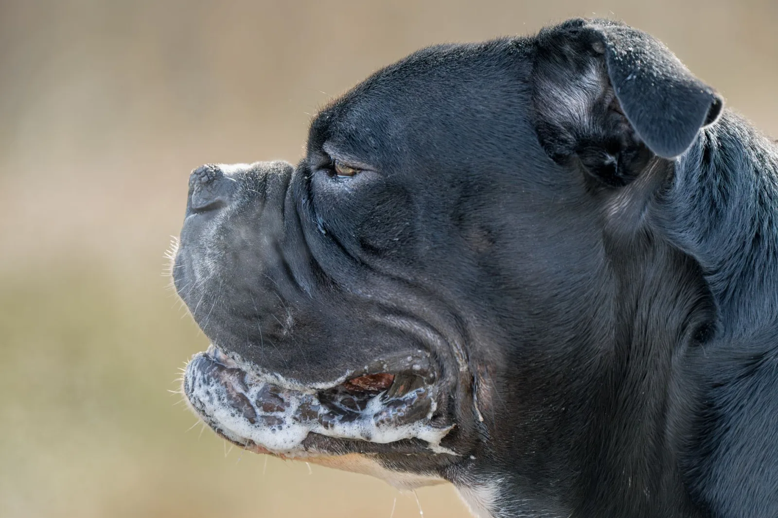 Cane Corso 5