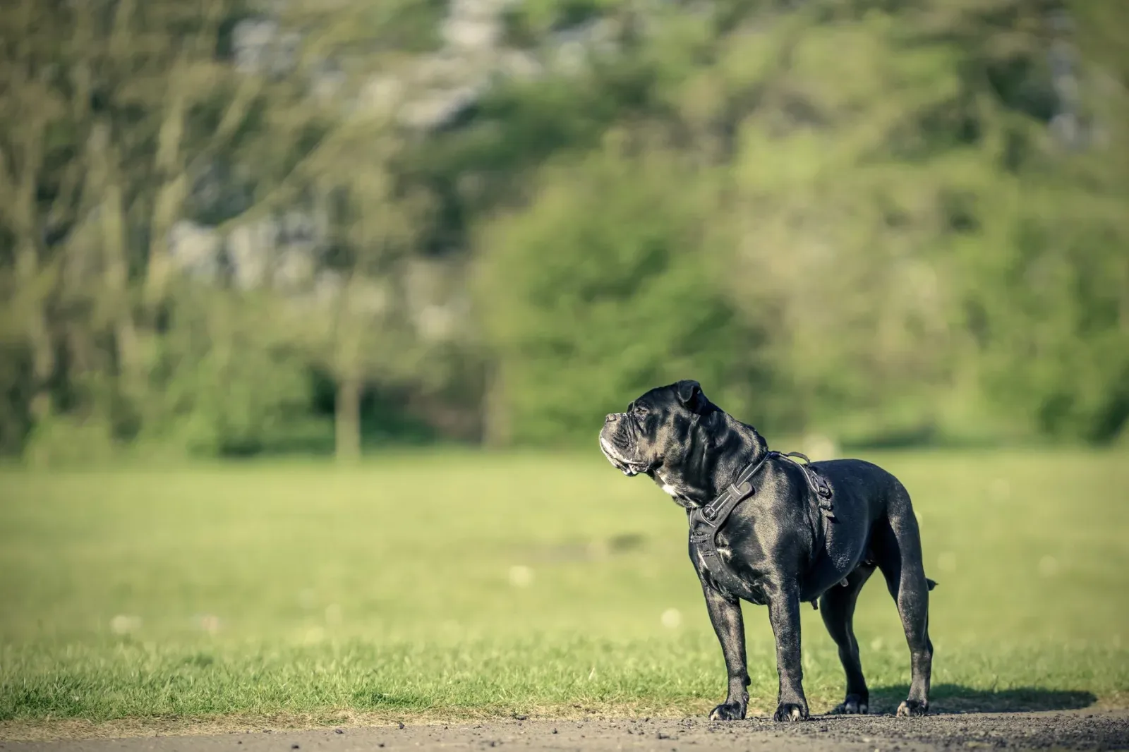 Cane Corso 6