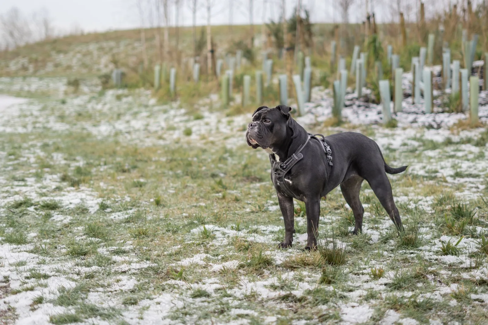 Cane Corso 7